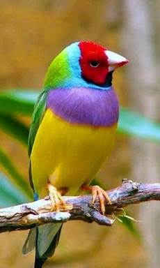 Colourful Scarf